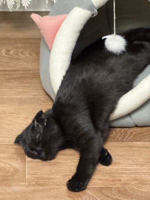 Продам котенка. Девочка. Пять месяцев.