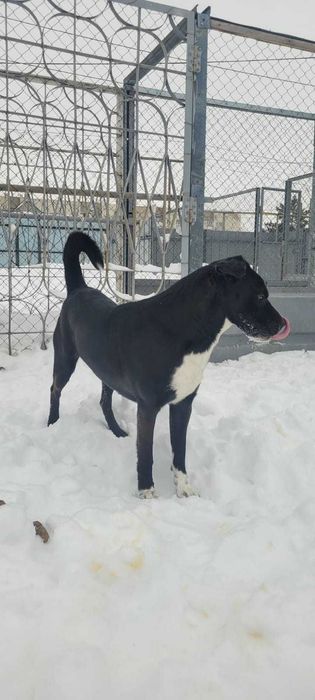 Пристраивается пес   3 года.