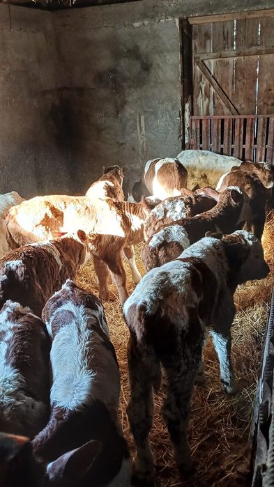 Disponibili 9 taurasi si 5 vitele