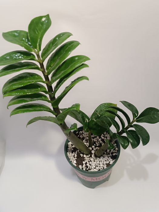 Продам Замиокулькас Зензи Кудрявый