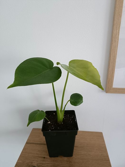 Monstera Deliciosa 60 cm , Plante verzi