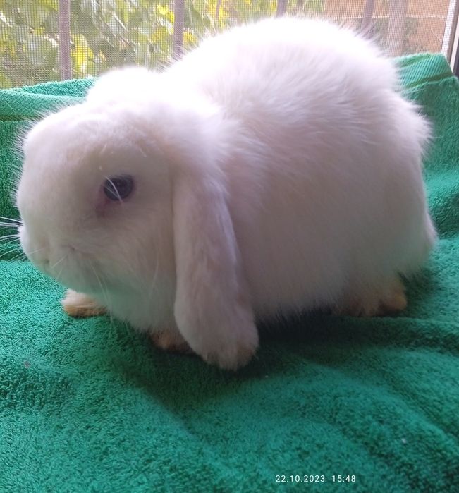 Очаровательные милые декоративные кролики