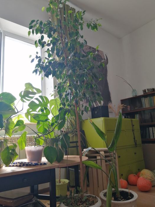 Продам фикусы Бенджамина