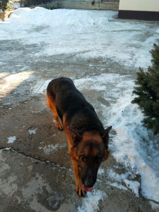 Собаки немецкой породы