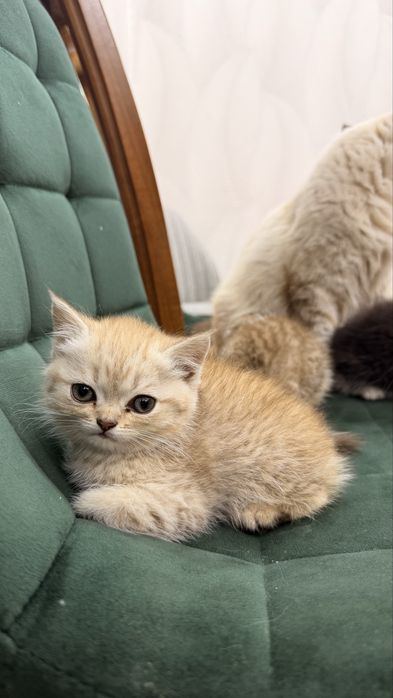 Продаются породитстые котята 2х месячные