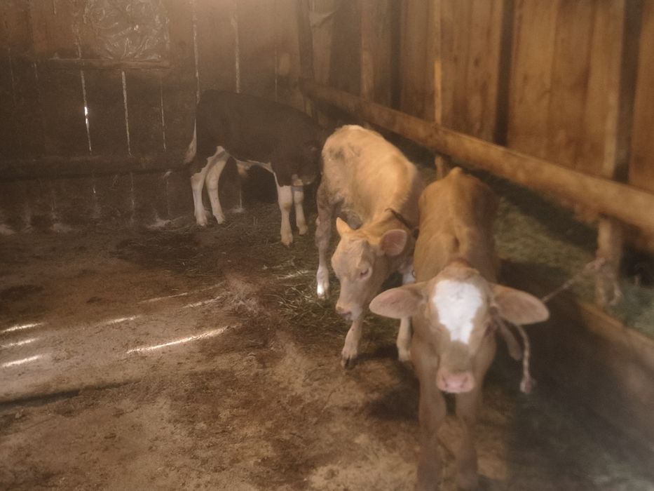 Viței și vițele de vînzare bălțate românești frumoase