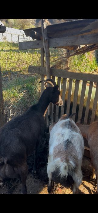 Capre de rasa grozave de lapte