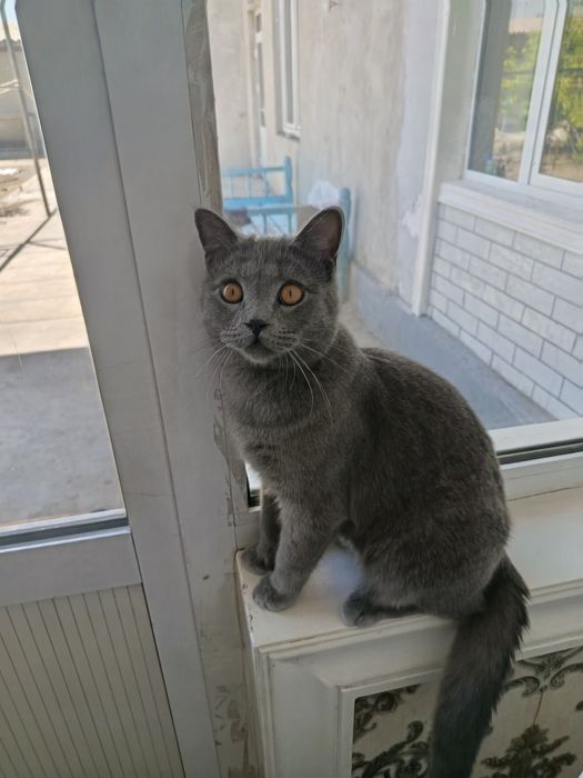 Продается  Британский  скот короткошёрстный кот.добрый и игривый