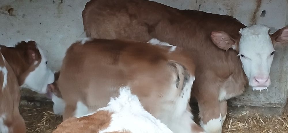 Vitei Intarcati si de lapte