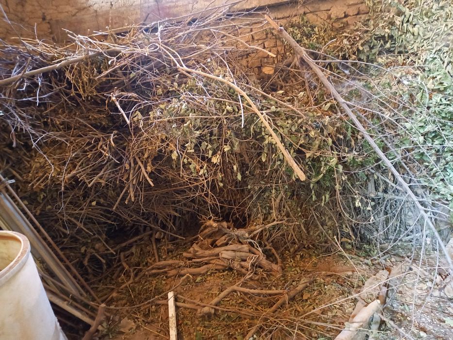 Mayda  shoxli  otila bor  tadir bob otilaa