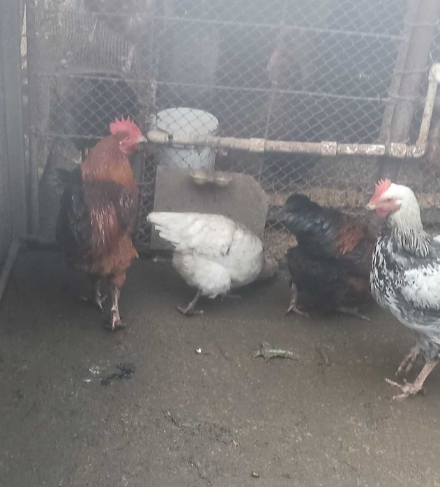 Cocoși 7 luni 70 Ron buc