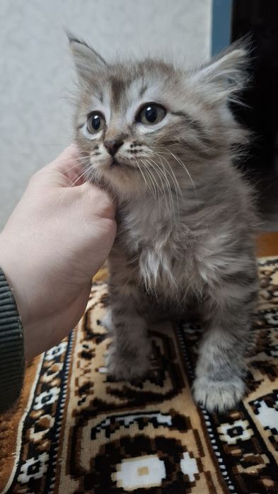 Отдам котят полупородистых