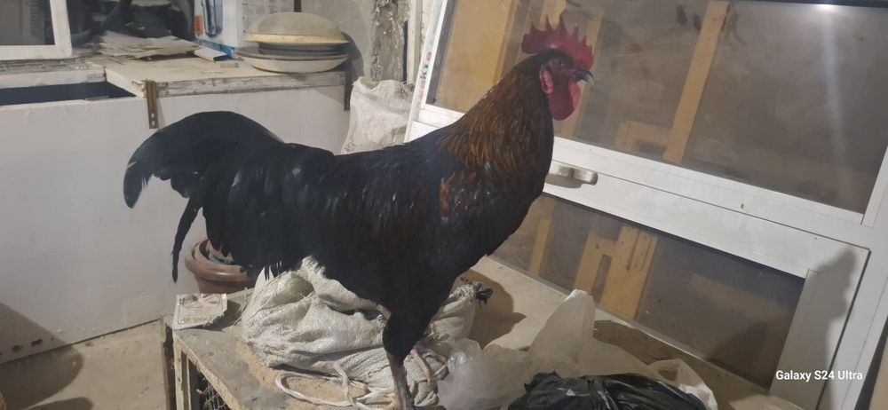 домашние петух  продаётся