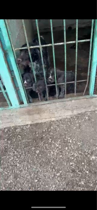 Рабочая сучка дратхаара