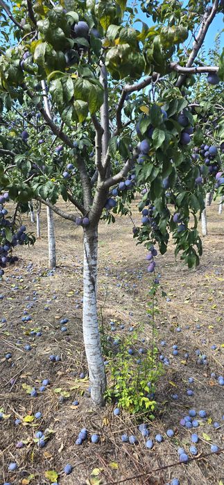 Prune Anaspath de vânzare