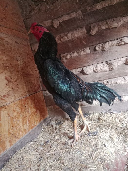 Продам дакан джужа