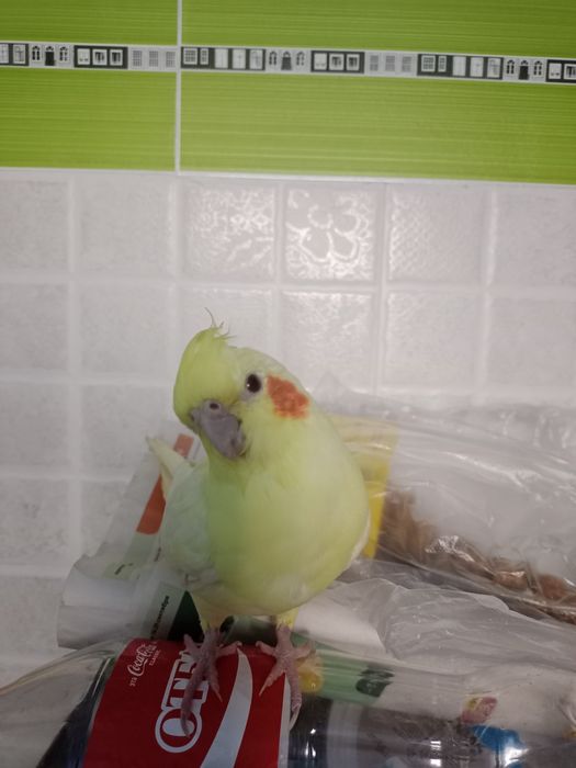 Продаю кореллу мальчик и девочка