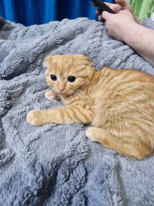 Продам котят шотландцы