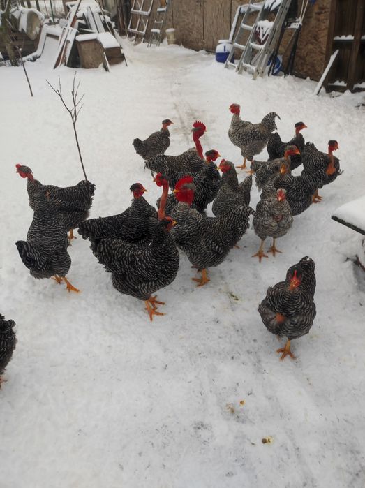 Vând puicuțe gât golaș