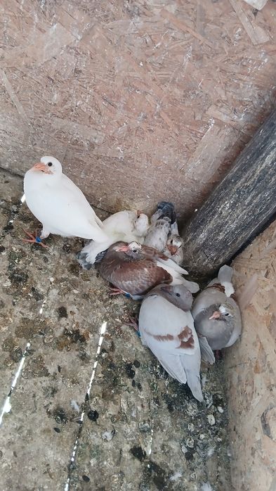 Disponibili 6 pui de voiajor