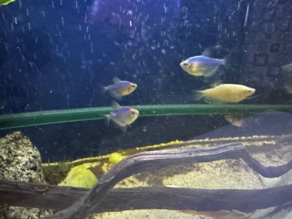 Продаем аквариум вместе со столом рыбками и всем что прилагается