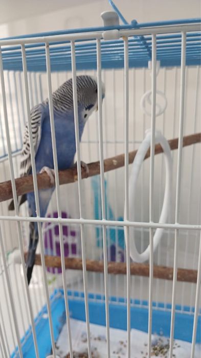 Папугай сатамын. Продаю папугая