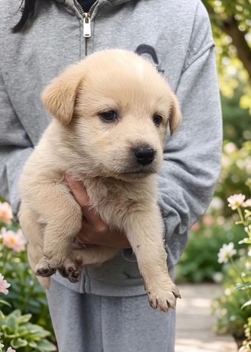 Щенки в добрые руки