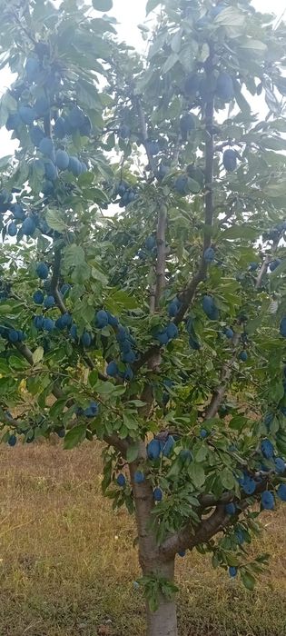 Vand prune productie proprie