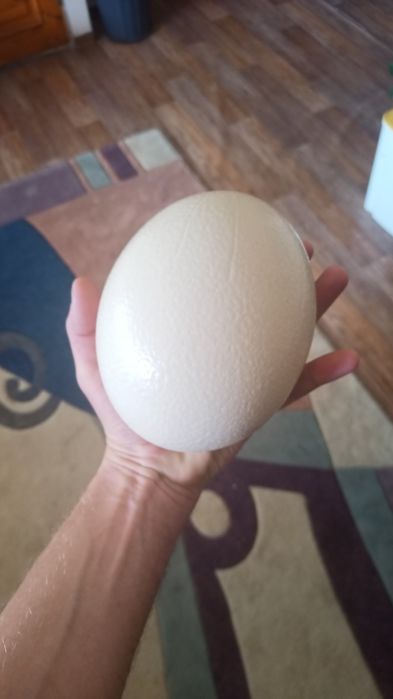 Страусиные яйца! Столовые! Читайте полностью!!!