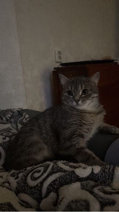 Отдам кошку 1год и 3 мес