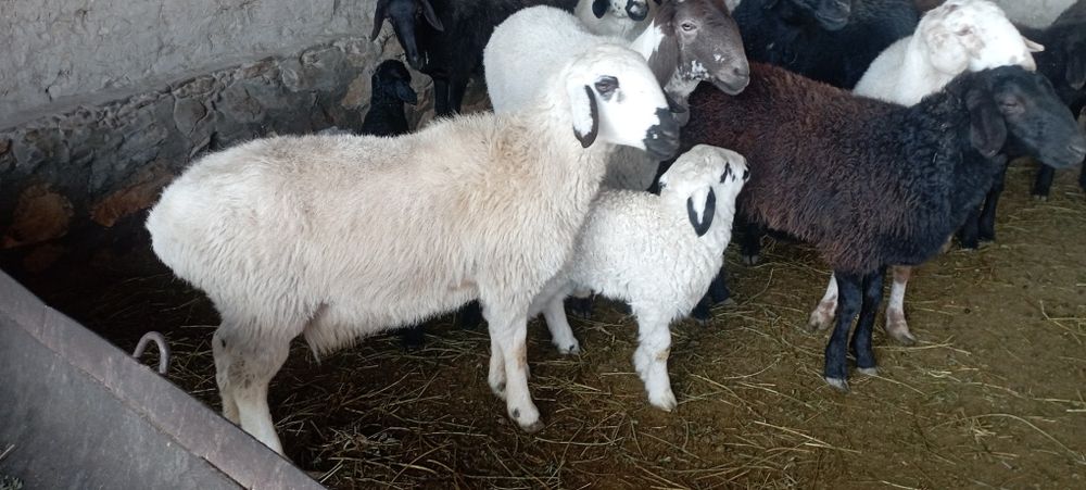 Ona bola qoʻylar sotiladi yosh qoʻy bolasi moda qolgani tel