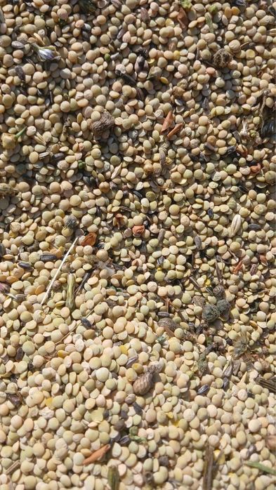 Продам чечевицу зеленая сорная.