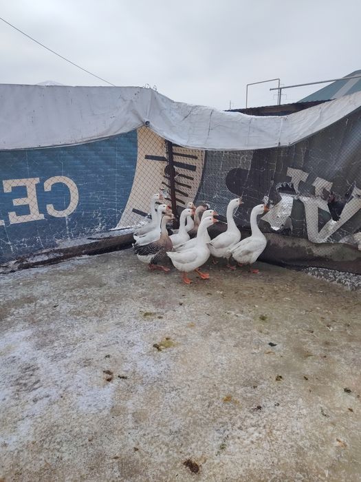 Гусий, лиинда...