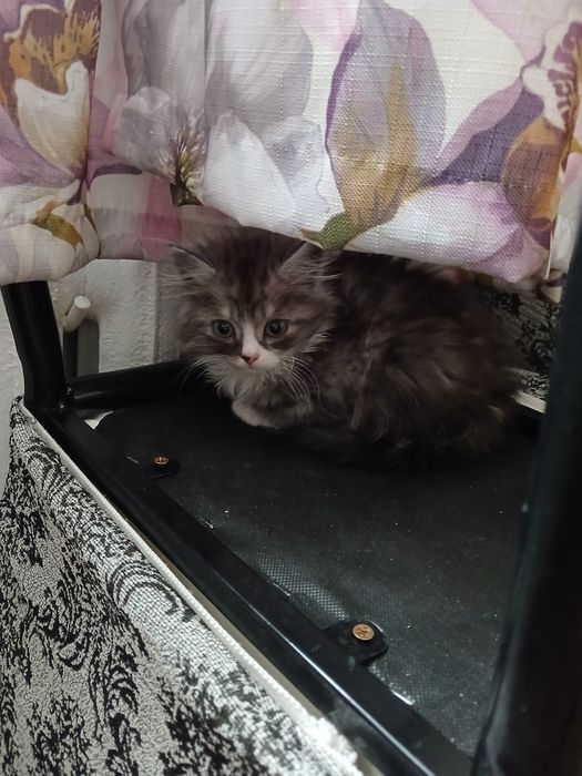 Отдам котят 3х месячные