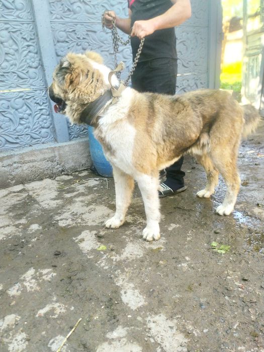 Добрая собака хороший