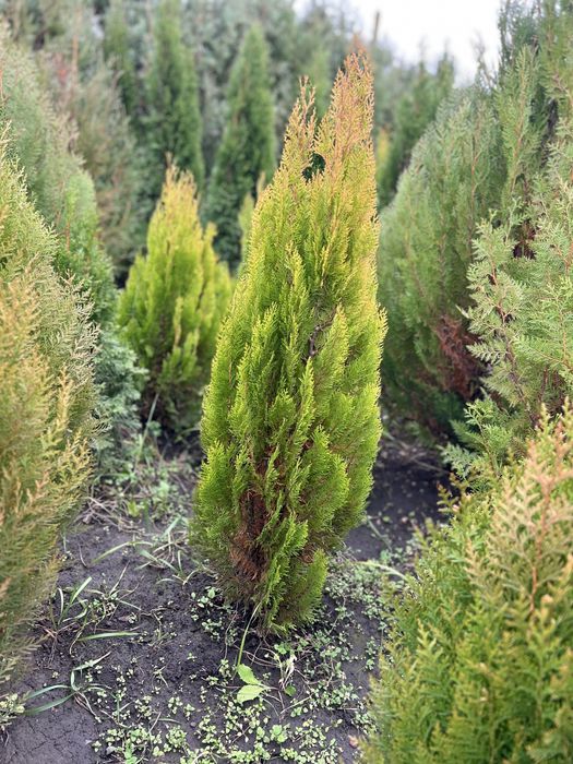 Tuia Gold Smarald 80 cm , 100 cm