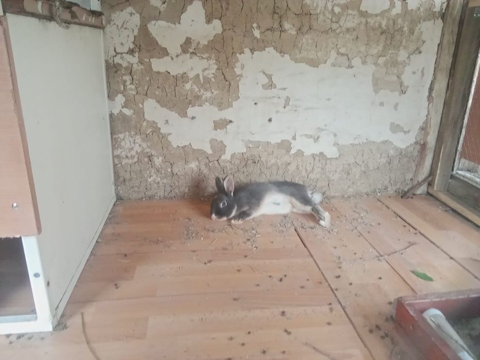 Отдам бесплатно кролика Добрые руки
