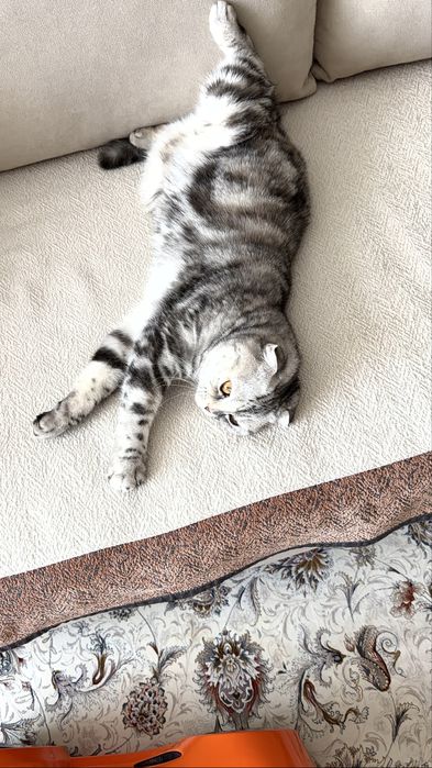 Кошка вислоухая