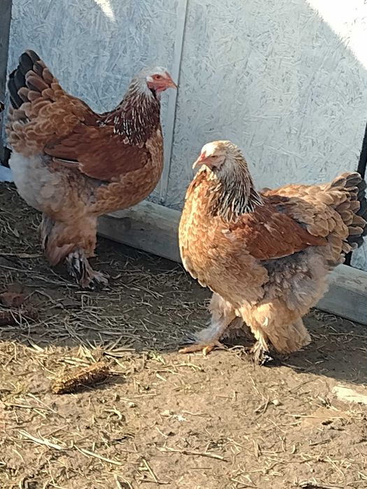 Oua brahma pt incubator ( clocit)