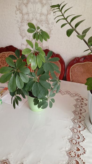 Цветы разные цены доступные