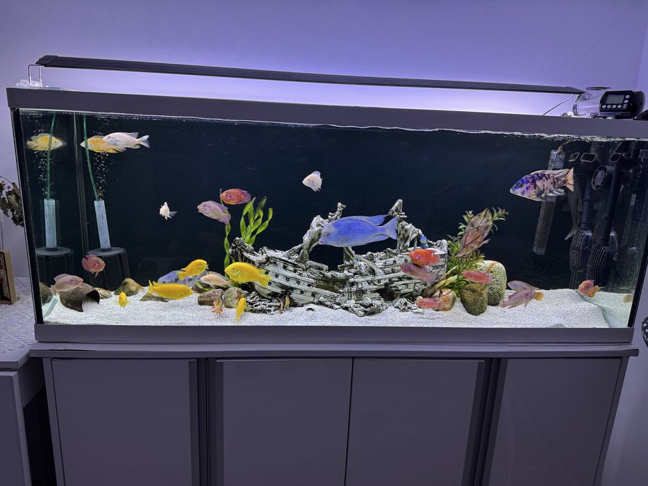 Vand acvariu complet