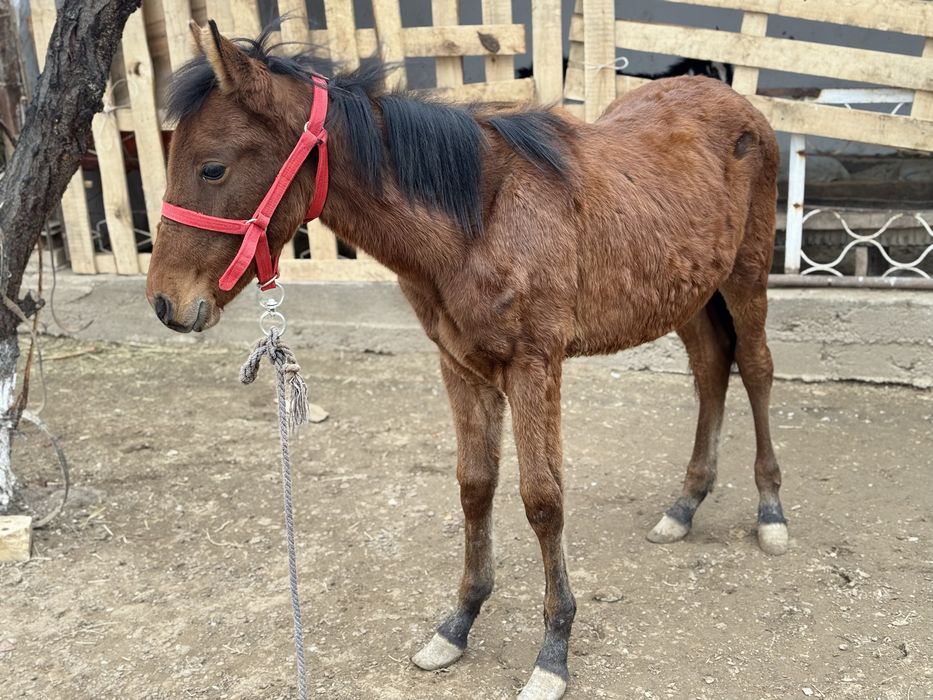 Эркак той сотилади