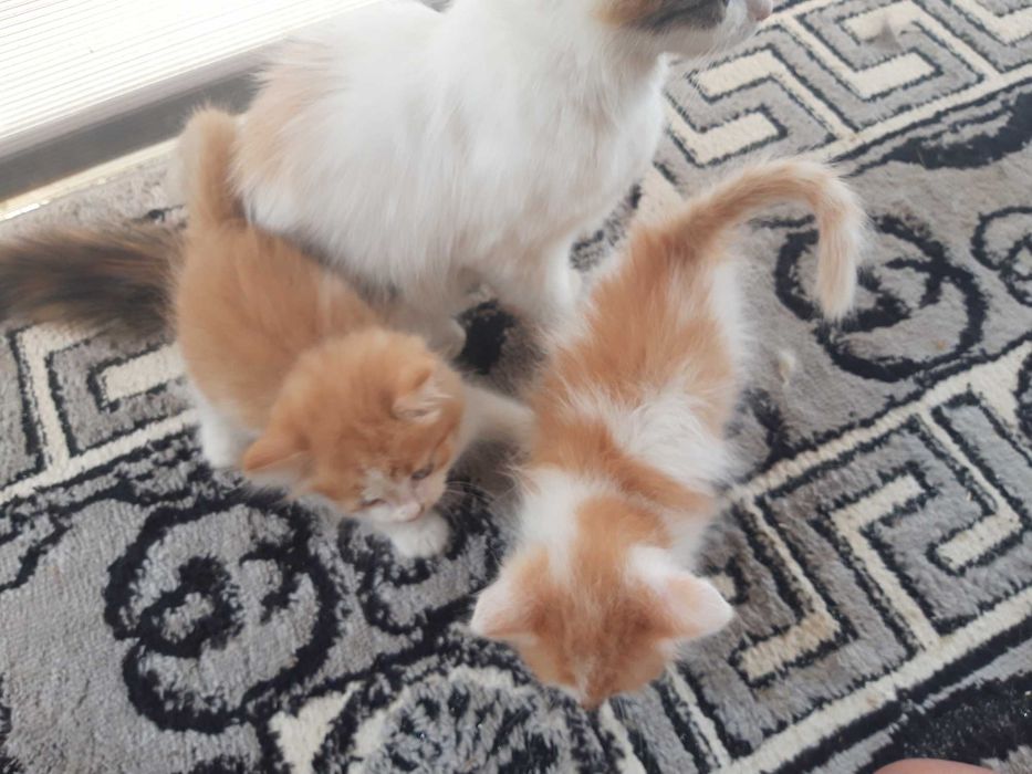 Caut familie iubitoare pentru o mămică pisică și cei doi puișori ai ei (3 luni)