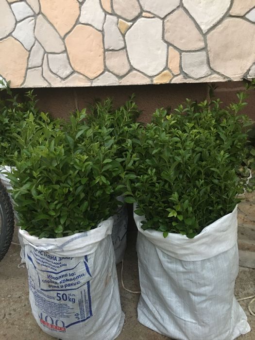 Легуструм  на гол корен -вечнозелен готов за жив  плет!070-1,10см