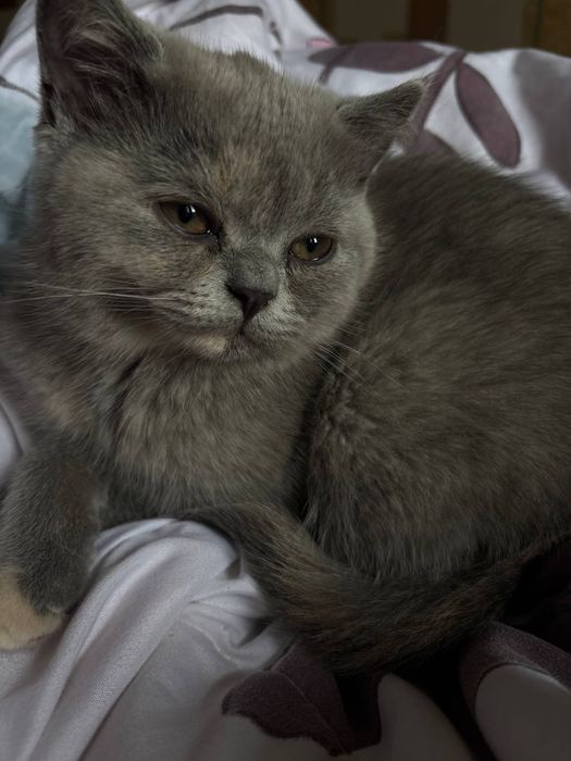 Британские котята
