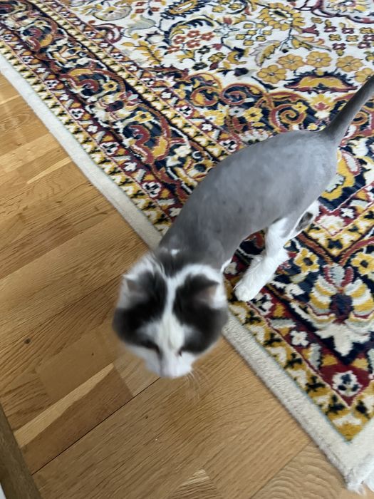 Кошку в добрые руки