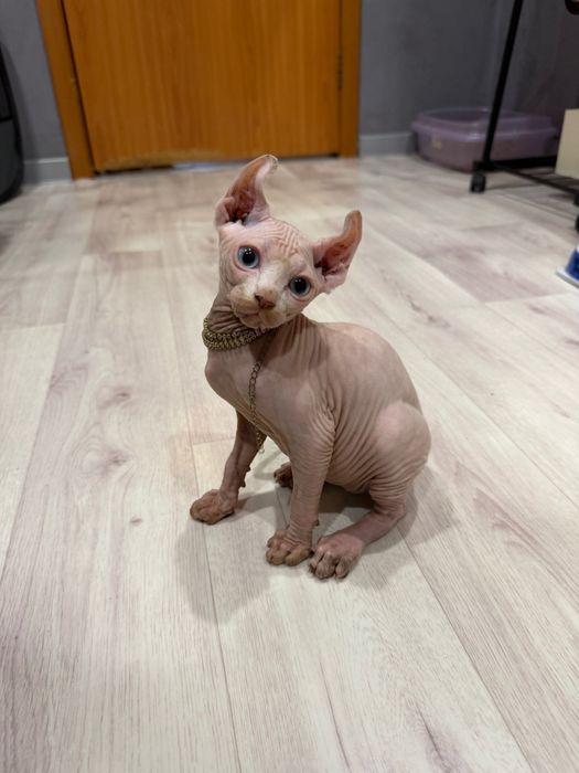 Шикарный сфинкс эльф