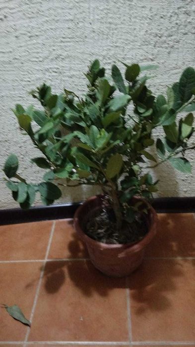 Лимон цветущий и с плодами