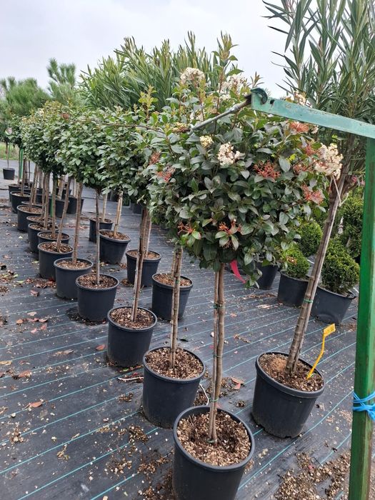 Vând plante ornamentale și livrez