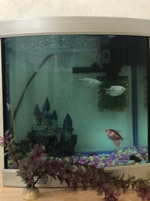 Аквариум на 35л с полным набором